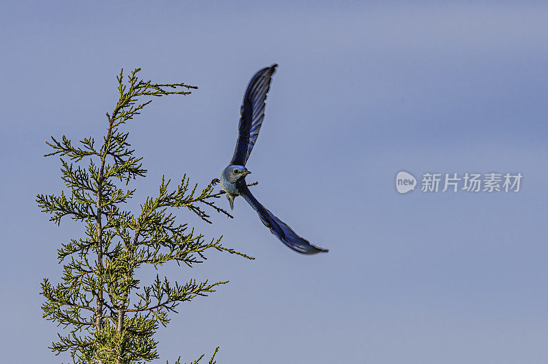 山蓝知更鸟(Sialia currucoides)是一种小型迁徙画眉，发现于北美西部山区。马勒尔国家野生动物保护区，俄勒冈州。雀形目,鸫科。男性。